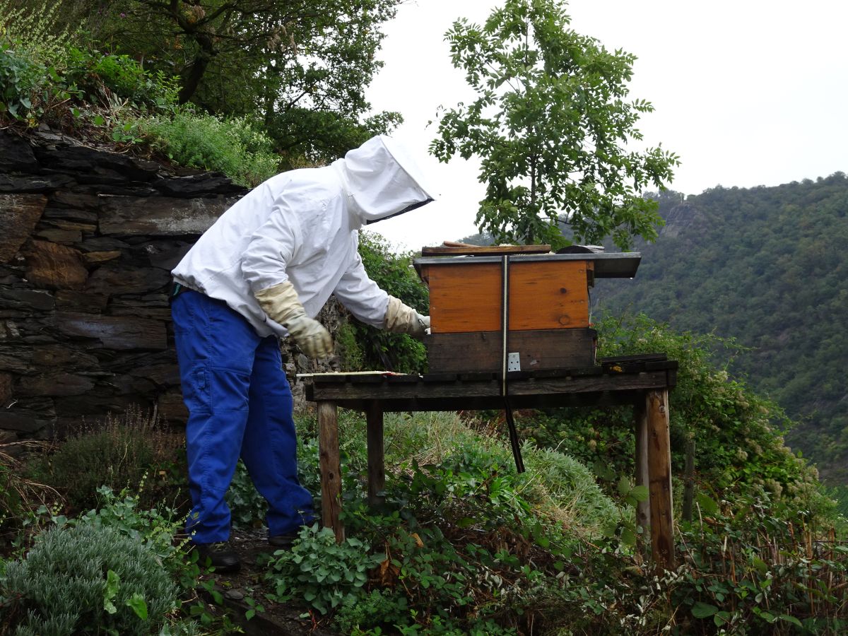 Im Razejungewingert ist die Anzahl von Hummeln und Bienen sprunghaft gestiegen.
