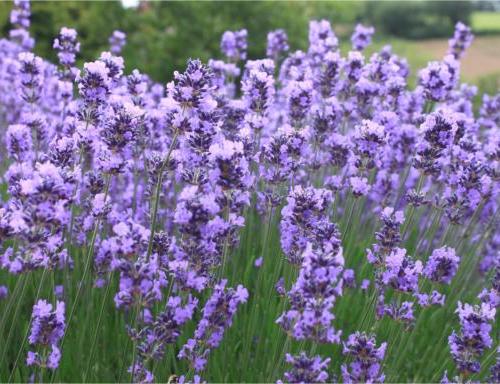 Lavendel an der Terrassenmosel